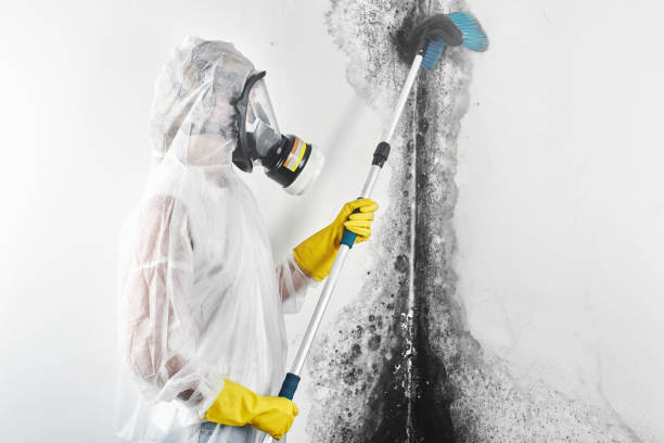 Best Asbestos and Lead Testing During Mold Inspection  in Aurora, NE