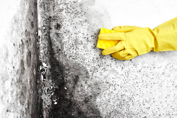 Best Mold Remediation for Healthcare Facilities  in Aurora, NE